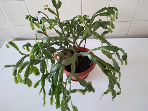 Rare christmas cactus - christmas,