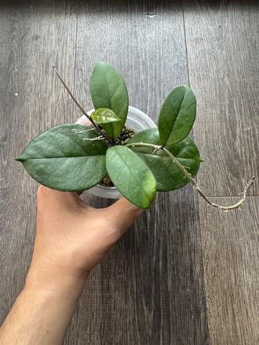 Hoya fungii rooted spash - hoya,