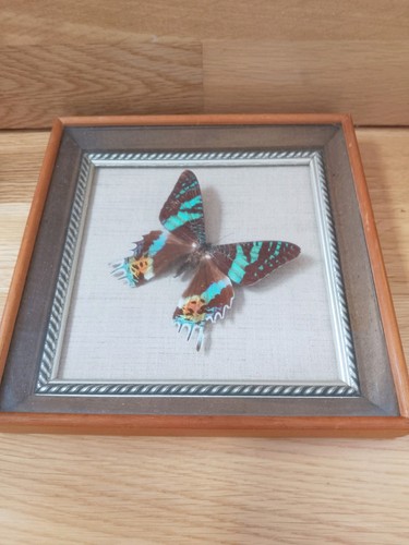 Vintage real butterfly - vintage,
