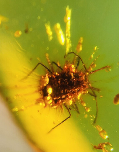 Burmese burmite cretaceous - burmite,