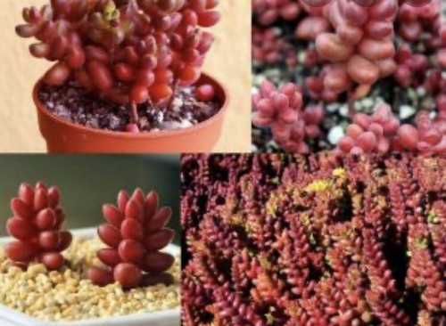 Sedum stahlii mexican - 3x,