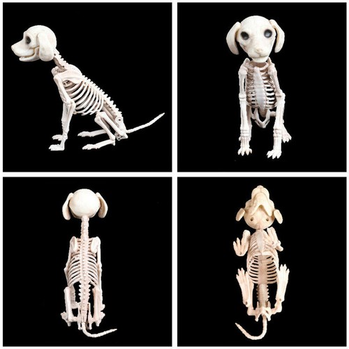 Halloween scary skeleton - scary, dog