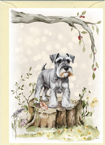 Miniature schnauzer dog - miniature,