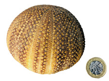 Shell Ornament Natural Sea Urchin Large Vintage ra