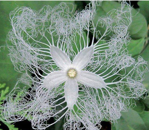 Seeds trichosanthes - trichosanthes,