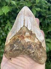 13cm Megalodon Shark Tooth