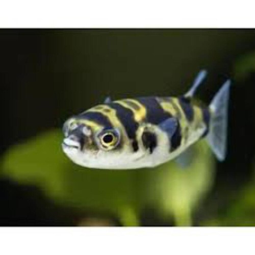 Amazon puffer live - 1-1.5”,