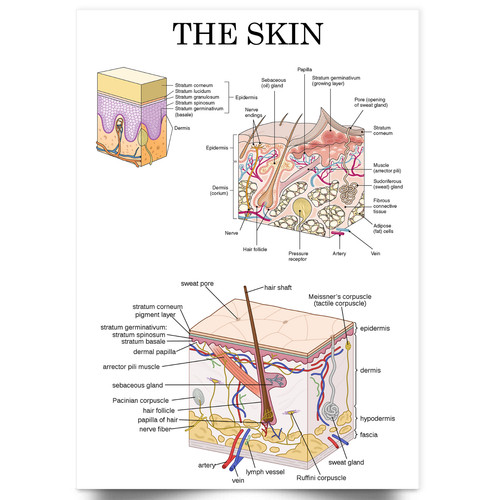 Human skin anatomy medical - skin,