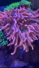 Tri Colour Bubble Tip Anemone
