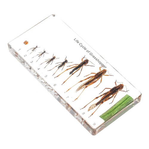 Grasshopper lifecycle insect - lifecycle,
