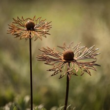 Cornflower garden stake - cornflower,
