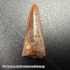 Genuine raptor dinosaur tooth