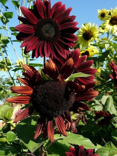 Chocolate cherry sun flower - sun,