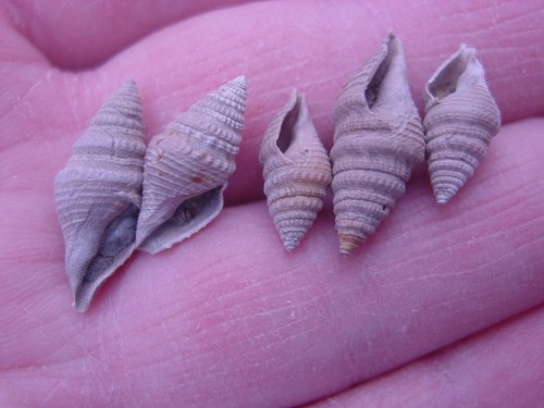 Bartonian eocene bathytoma - bartonian,