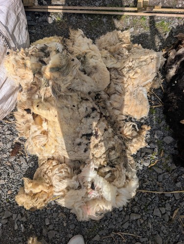 Raw unwashed light colour - colour, wool
