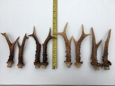 8 (4 pairs) Scottish Roe deer
