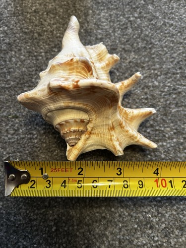 Giant shell - giant,