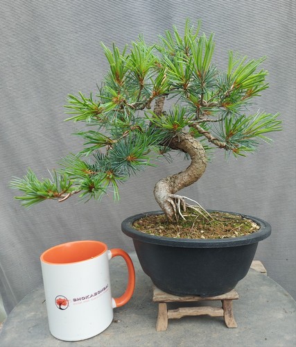 Japanese white pine bonsai - japanese,
