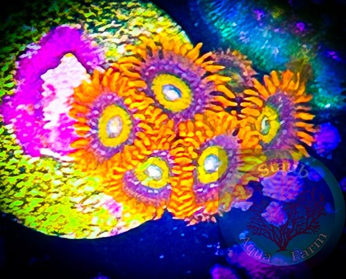 Saf wcc shatterfield zoanthid - saf~wcc,