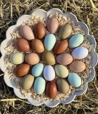 6X Mixed Rainbow Fresh Chicken Eggs