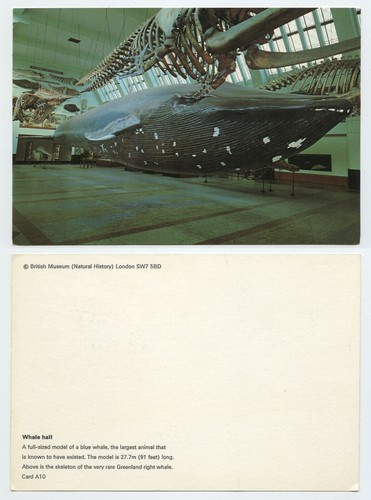 107735 whale hall british - -,