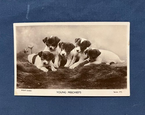 Jack russell terrier - russell,