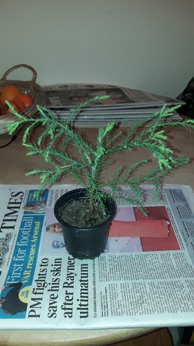 Giant sequioa redwood tree - giant,