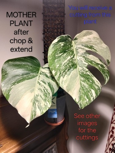 Monstera albo high variegation - albo-high,