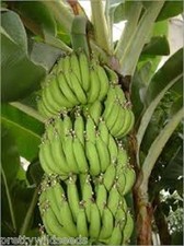 10 X MUSA ACUMINATA  EDIBILE
