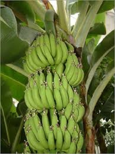 Musa acuminata edibile - x,
