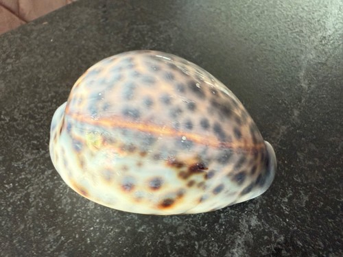 Tiger cowrie sea shell - –, 8cm