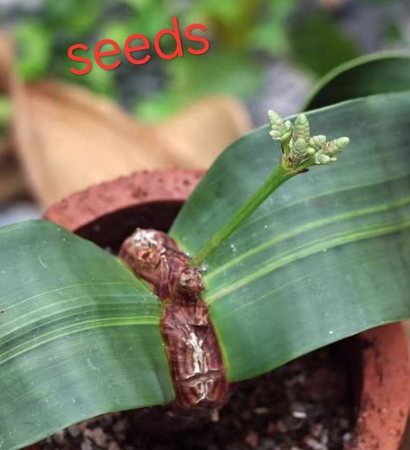 Welwitschia mirabilis eeds - welwitschia, s