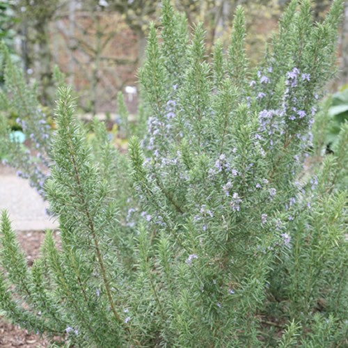 Rosmarinus miss jessopps - rosmarinus,