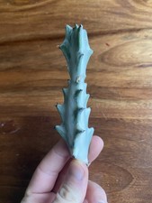 Euphorbia Lactea White Ghost