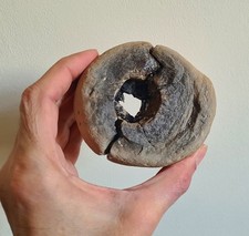 UK Dinosaur Fossil Limb Bone