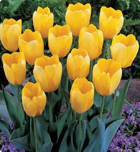 Tulips golden - tulips,