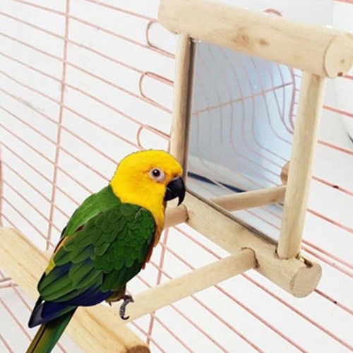 Bird wood perch stand - bird,