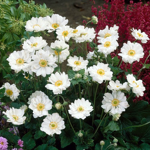 Japanese anemone plant - japanese,