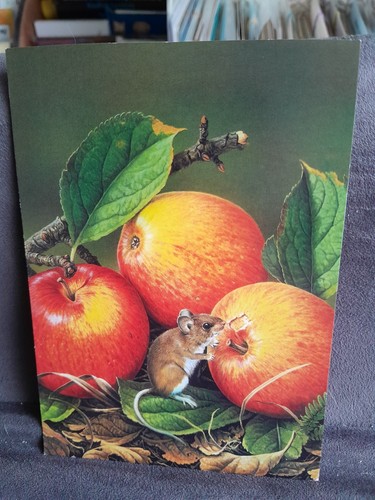 Field mouse 34715 - field,