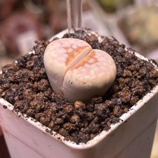 Exact Plant，1pc Rare Lithops