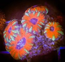 SAF~ ‘WYSIWYG” Green/Red