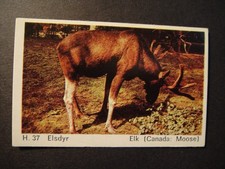 DANDY GUM WILD ANIMALS DANISH