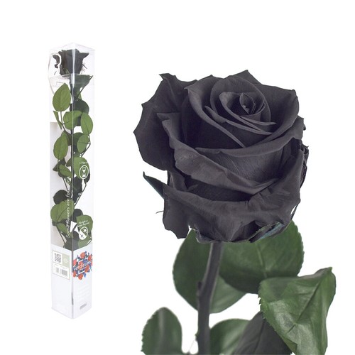 Real rose preserved - real,