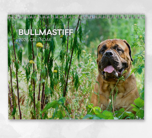 Bullmastiff calendar 2026 - bullmastiff,