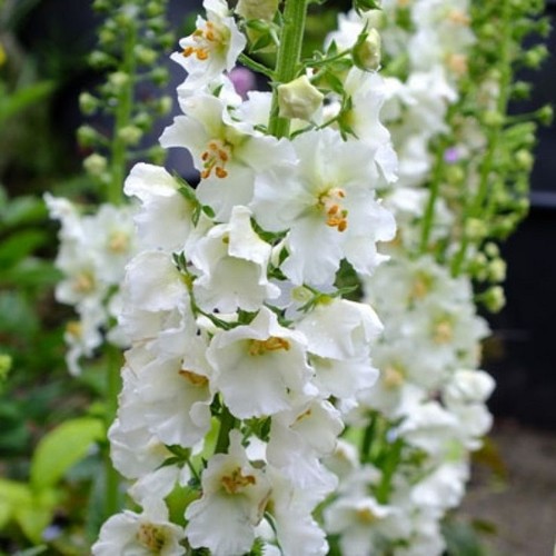 Verbascum white bride hardy - ,