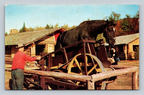 Frontier town horse - town,