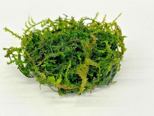 Weeping moss vesicularia - weeping,