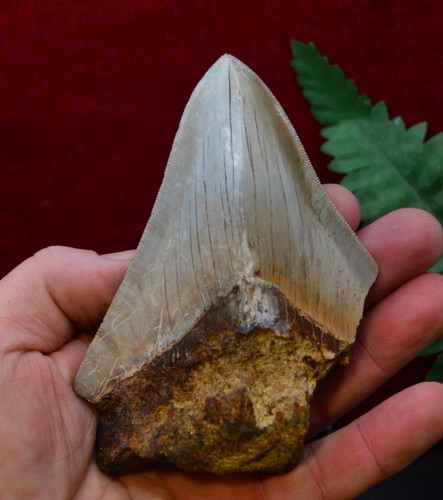 Lovely genuine megalodon - ,