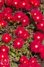 Red Lampranthus Ice Plant -