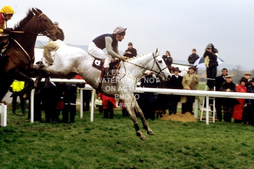 Desert orchid simon sherwood - desert,